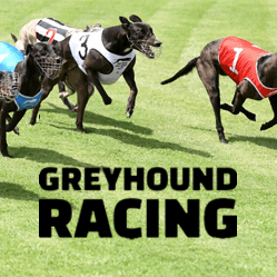 Greyhound Racing