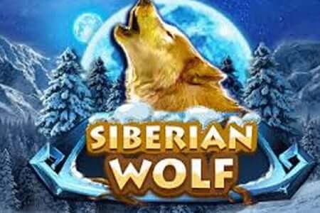 Siberian Wolf