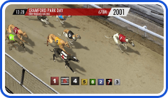 Virtual greyhound racing software